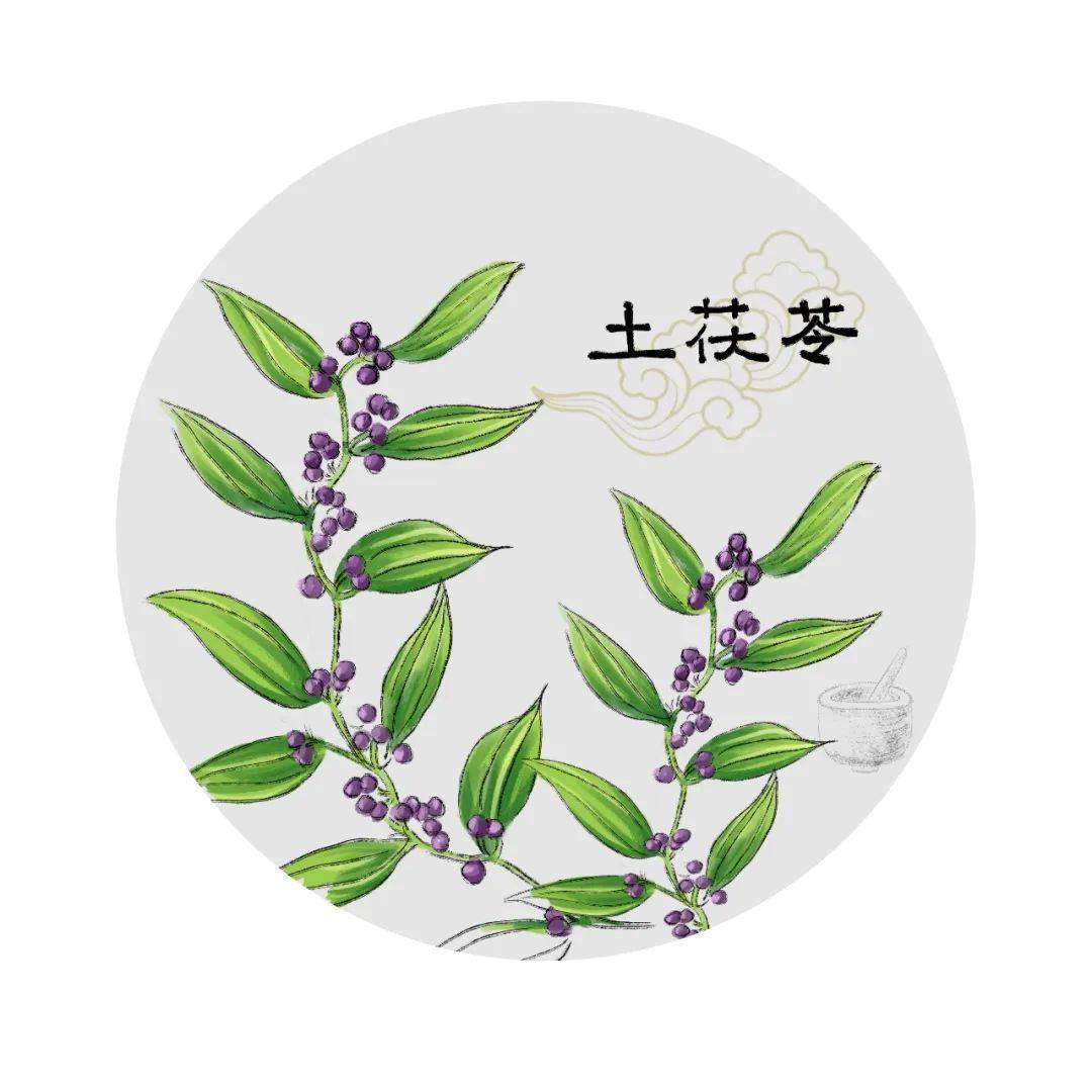 芳草百味 | 茯苓和土茯苓,竟是兩種藥材?_中藥_臨床