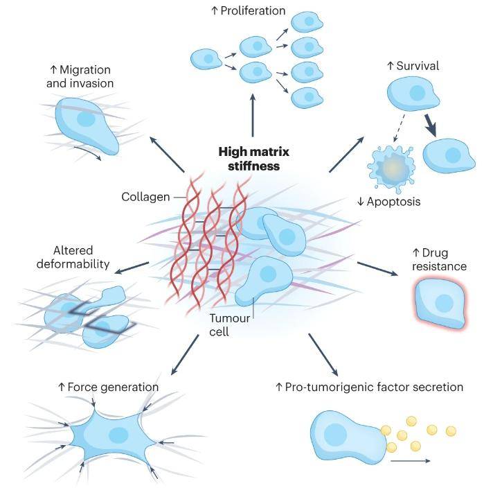 腫瘤微環境機械應力與癌症轉移_細胞_硬度_增殖
