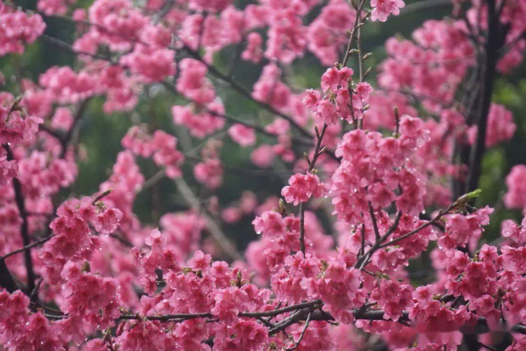 福州金鸡山公园樱花图片