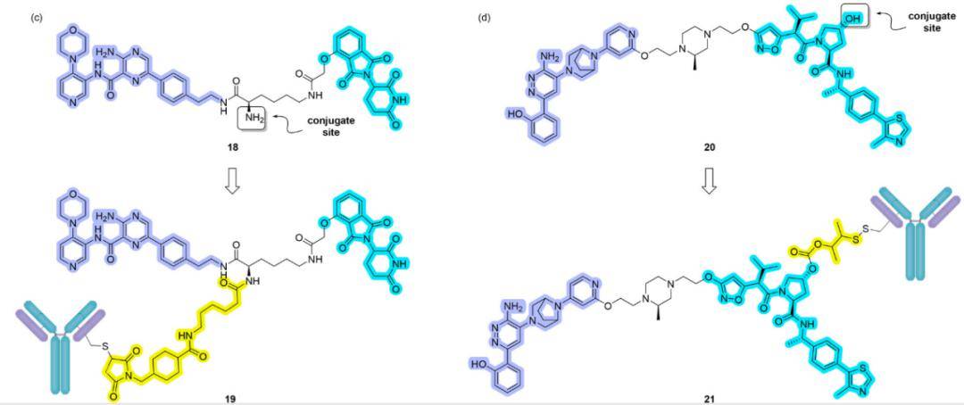 第二個例子是brm蛋白降解劑,brm 蛋白,也稱為 smarca2(swi/snf 相關