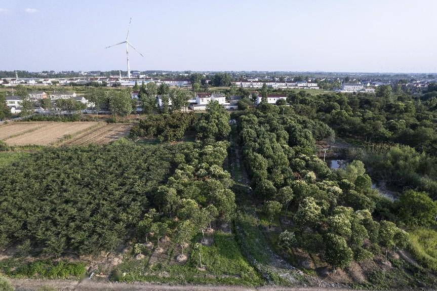 仪征这里的美好蓝图正一步步变成现实图景_大仪镇_处理_环境