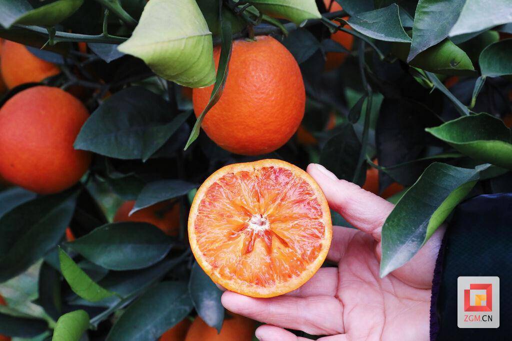 果农丰收 产业兴旺 贡井区建设镇血橙飘香_水果_发展_刘家村