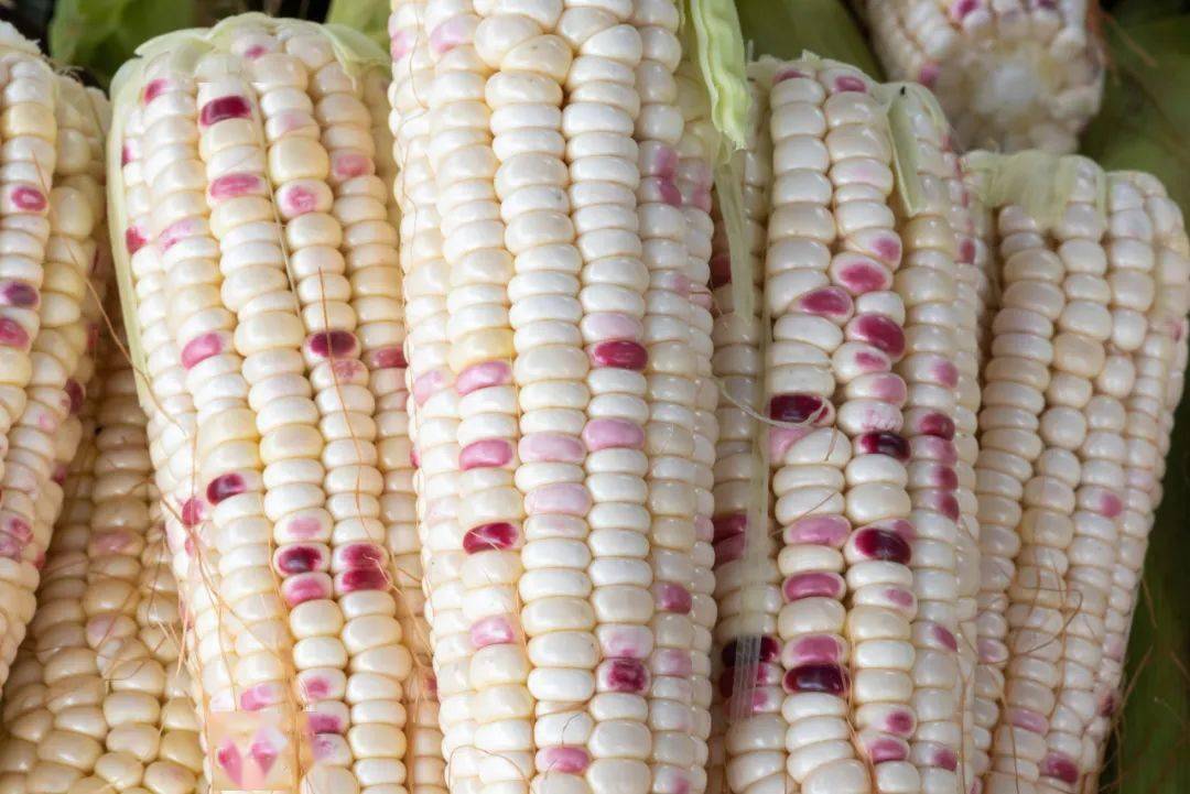 杂色玉米是"生病"了?_花粉_植株_颜色