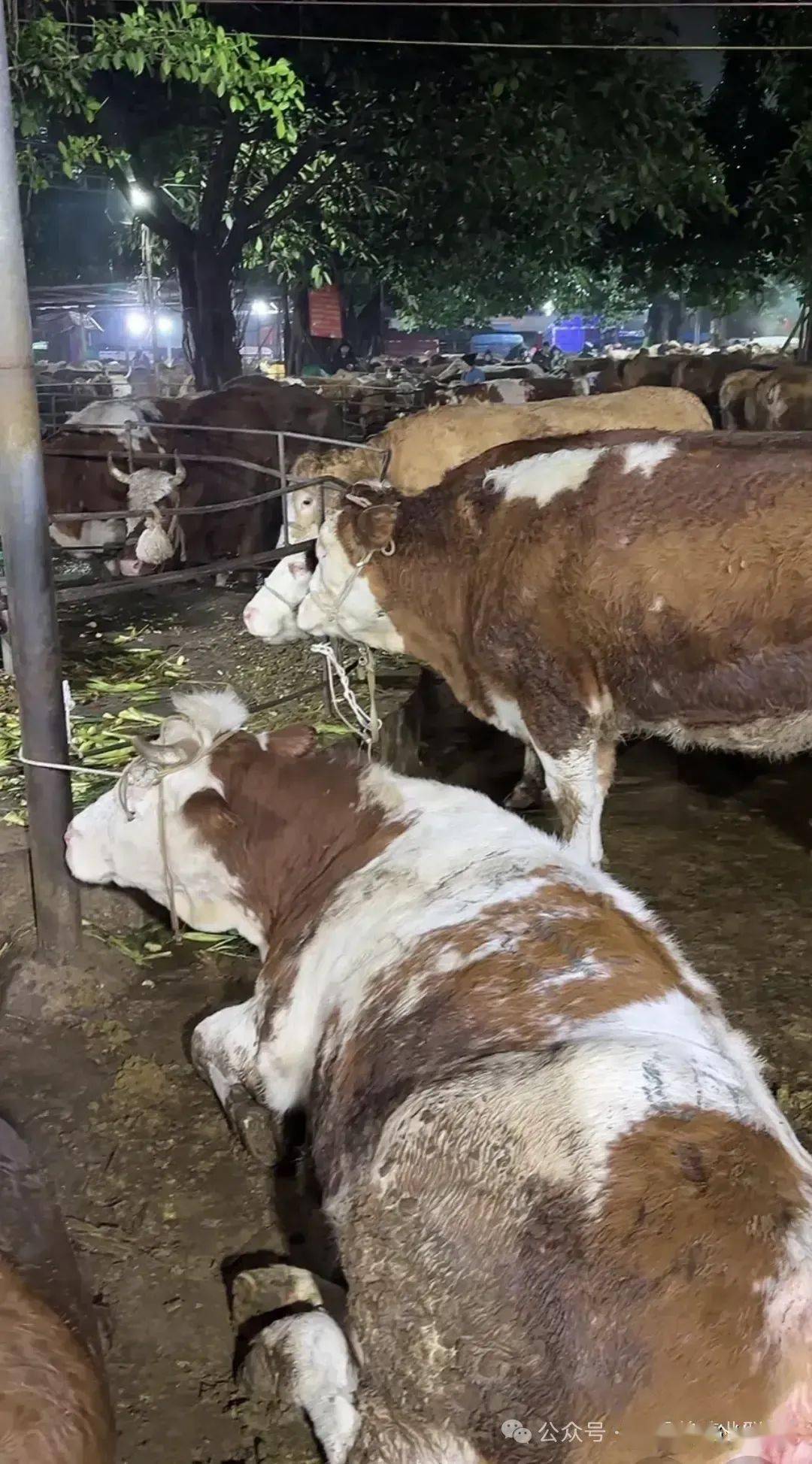 牛屠宰场:牛犊不值钱,大量怀孕母牛被屠宰卖肉,两年缺牛会涨价