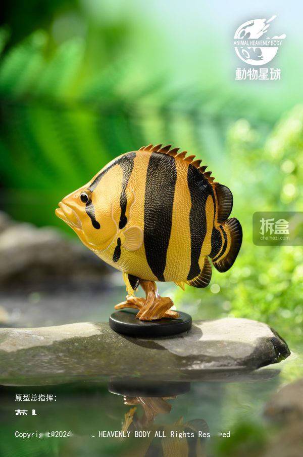 动物星球 心宽体胖第二十一弹 观赏鱼 兰寿锦鲤gk摆件