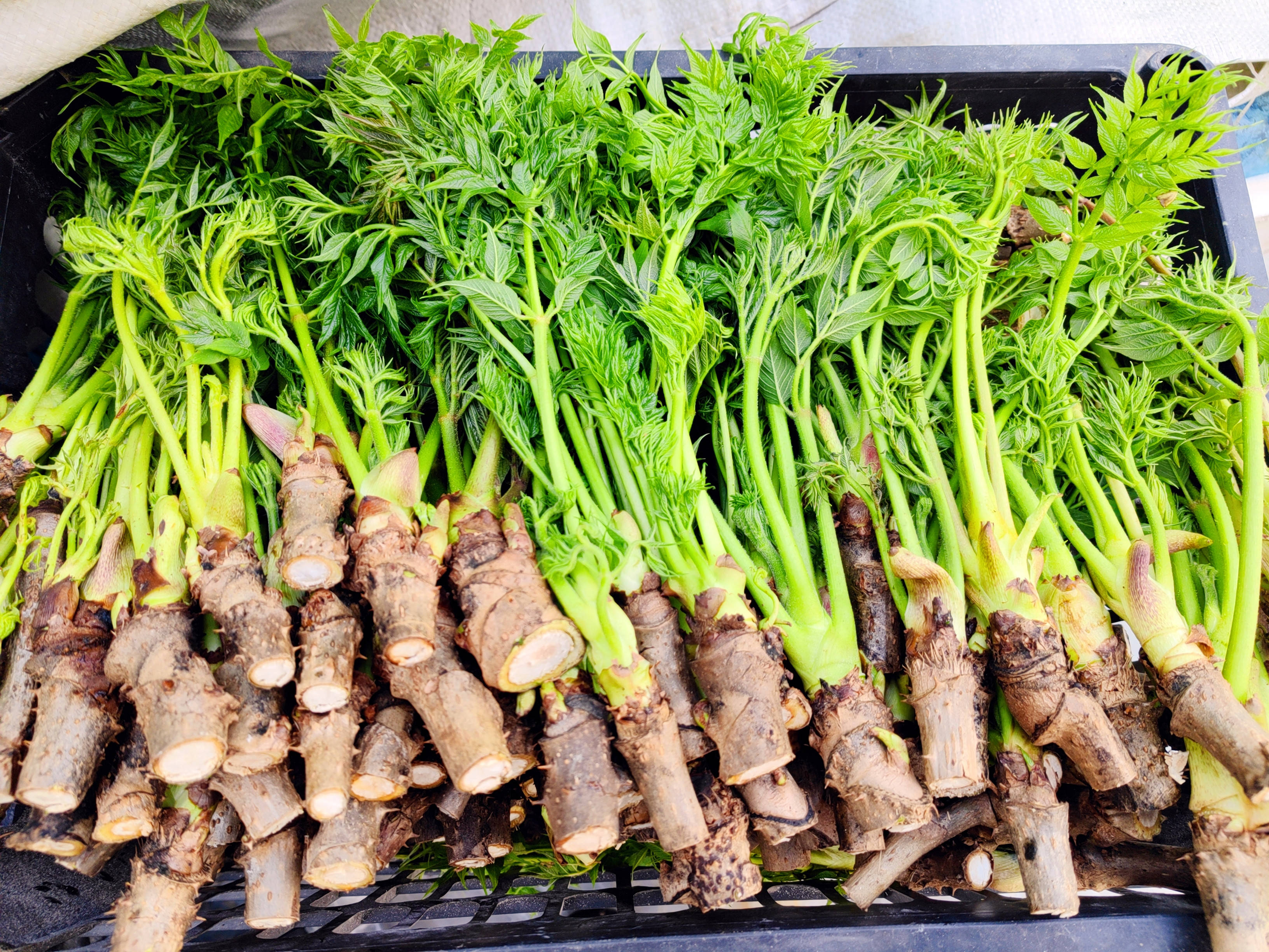 种植野菜挣钱吗现在(种植野菜挣钱吗现在还有吗)