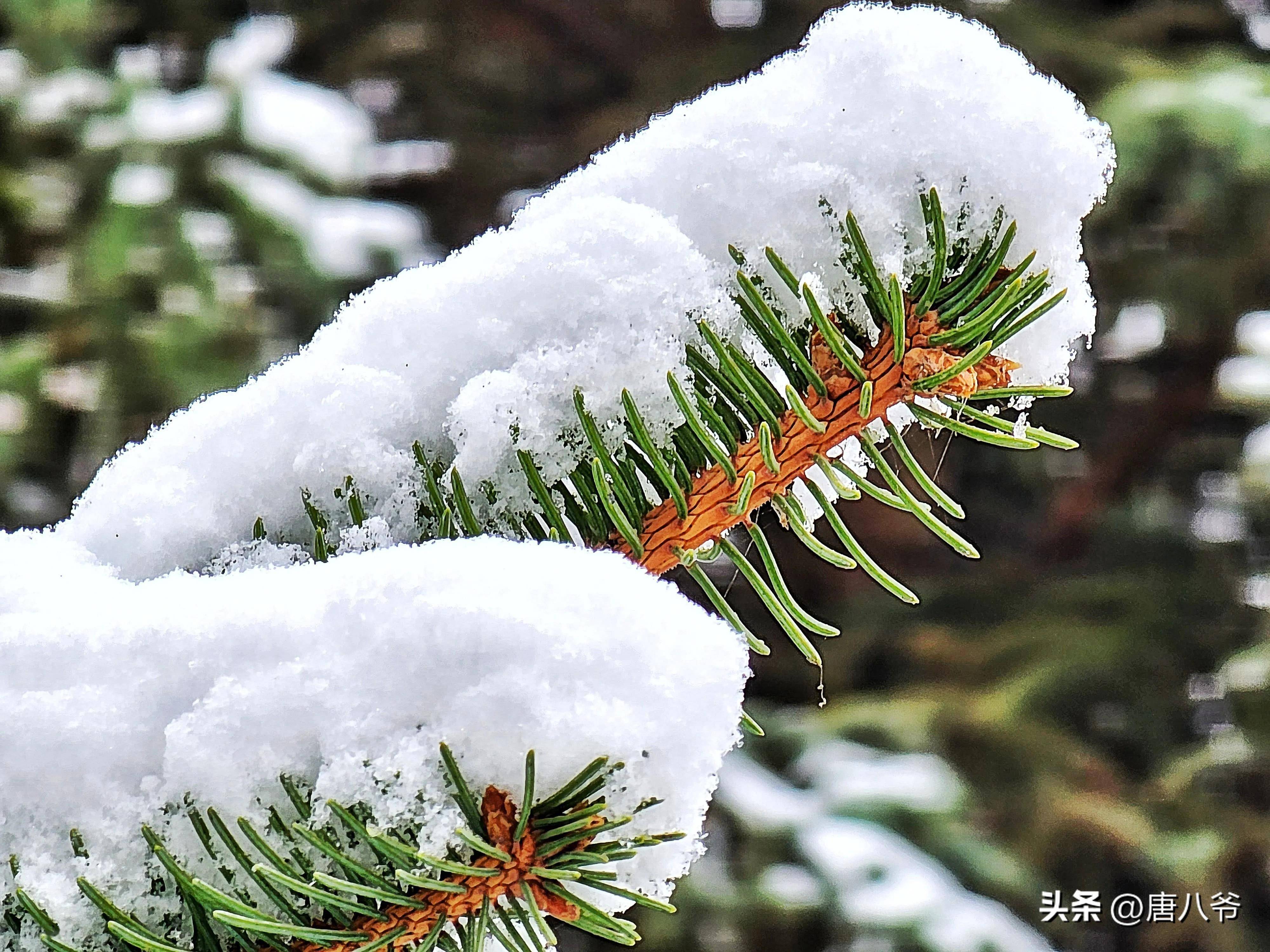 冬季雪花飘飘图片大全图片