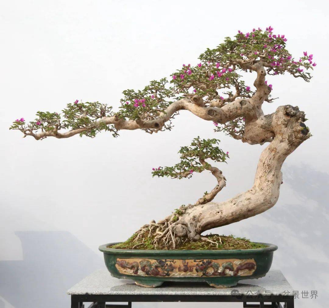 盆景人的春节盛宴!_西苑_岭南_作品