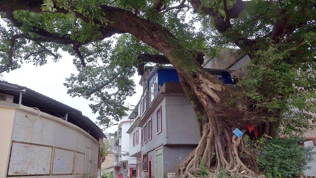 据了解,兴业县石南镇环江村起源于宋代,建村至今已有近千年历史.