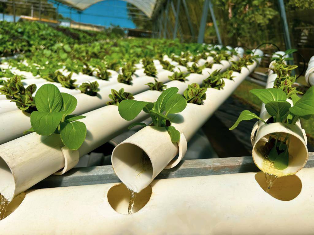 无土栽培技术:环保与高效的完美结合