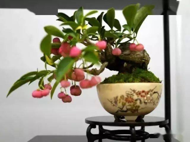 卫矛熟了_盆景_陈默_cm