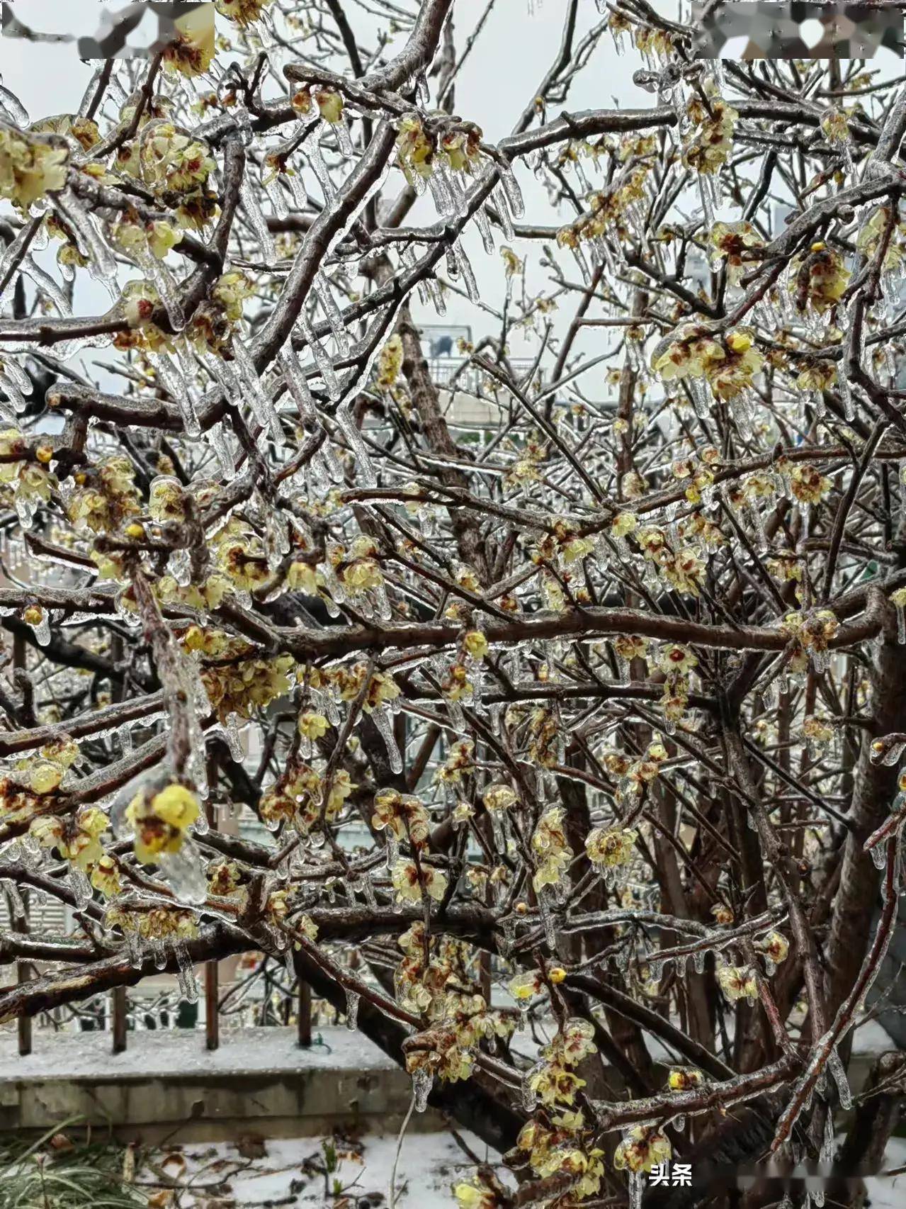 谁言梅花没有泪只是冰雪未透时