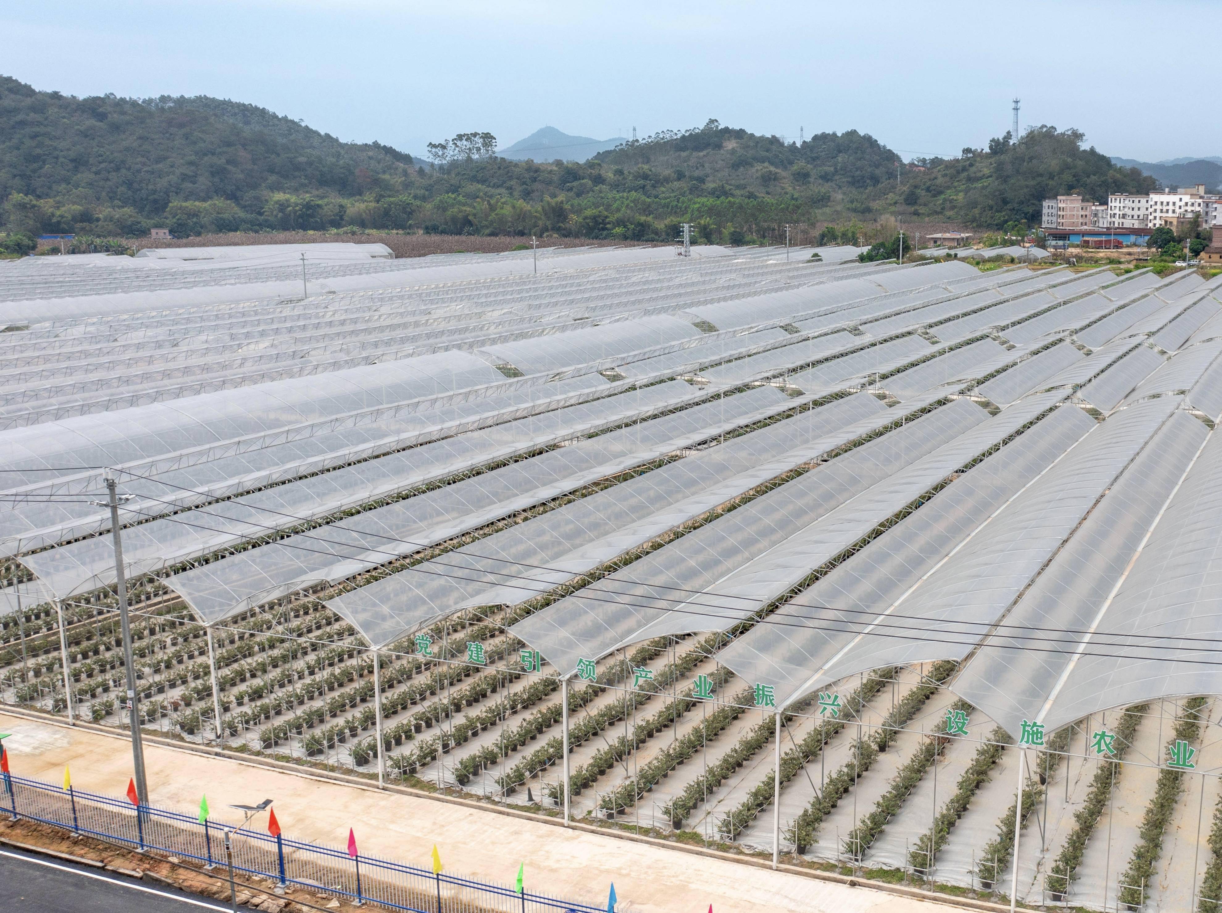 广东灏岚德庆蓝莓基地