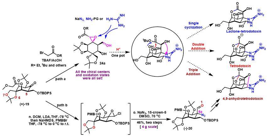齐湘兵实验室:河豚毒素全合成_开发_选择性_药物