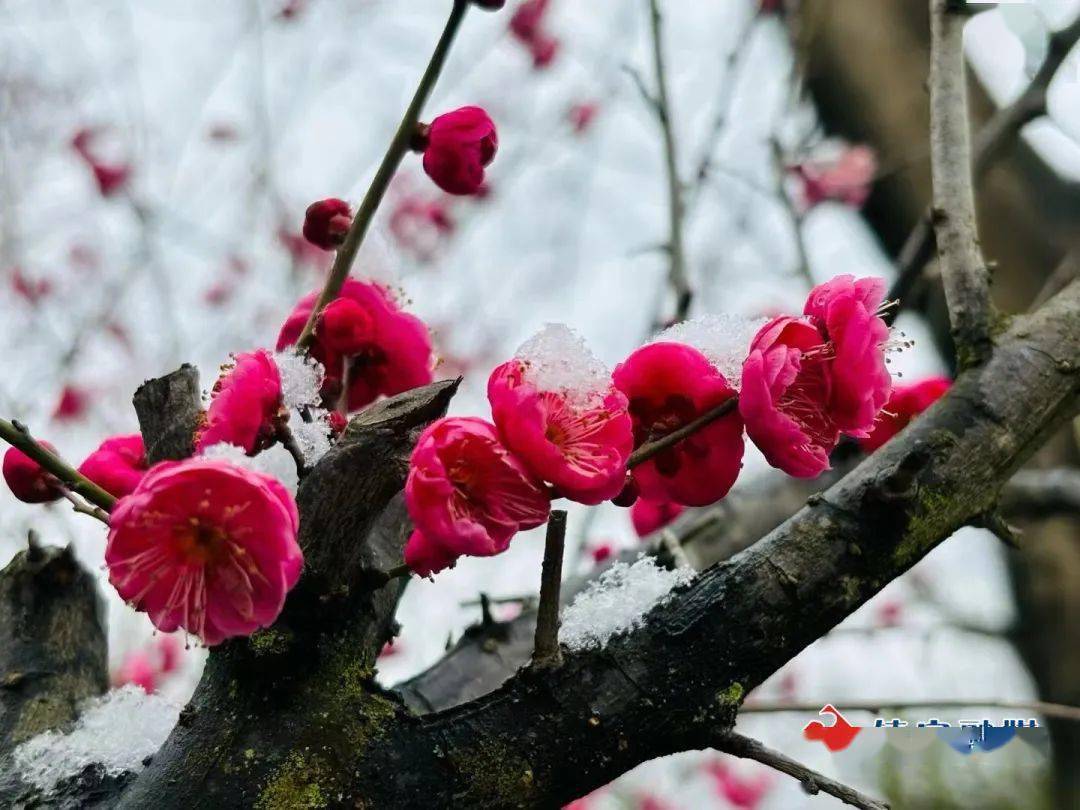 靓图|轻雪飞扬 花梅曼舞
