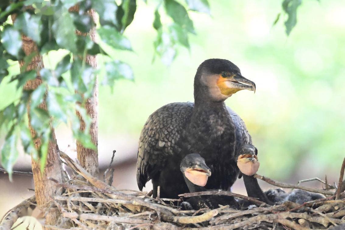 今日立春,深圳野生動物園鸕鷀幼鳥朝氣蓬勃_巢裡_媽媽