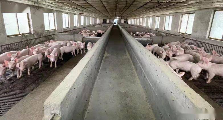 婚宴遭遇大雪,最后竟选在猪圈办,网友:这和马桶吃饭有什么区别_婚礼