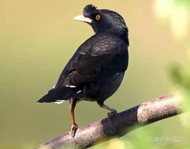 黑色水鸟种类图片名称图片