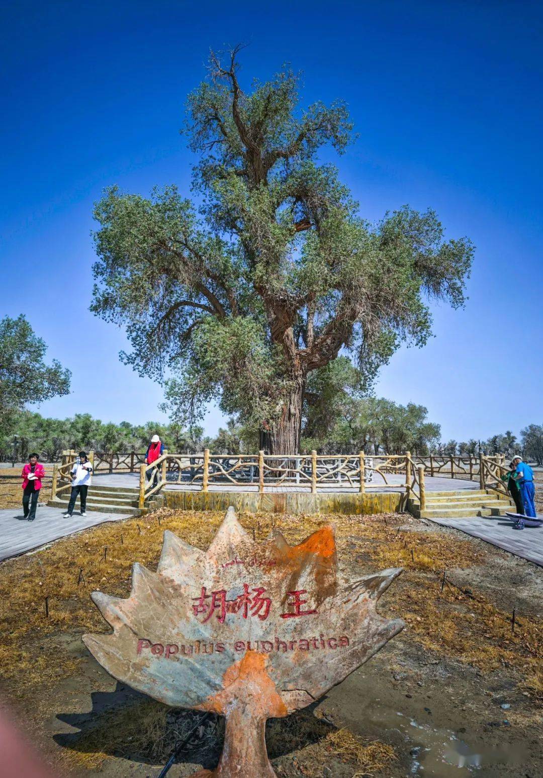新疆:塔里木胡杨林公园(1)