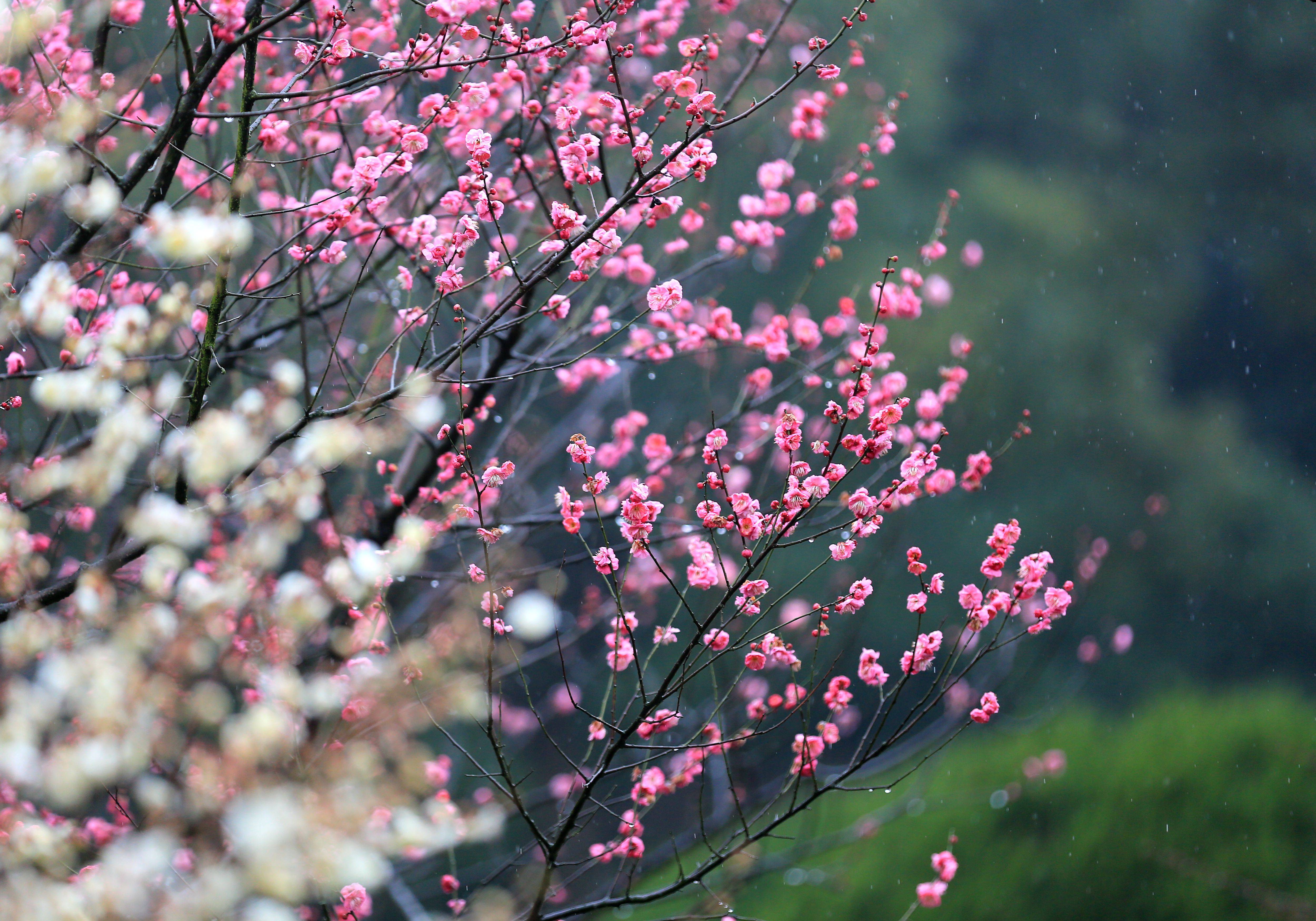 杭州植物园梅花图片图片