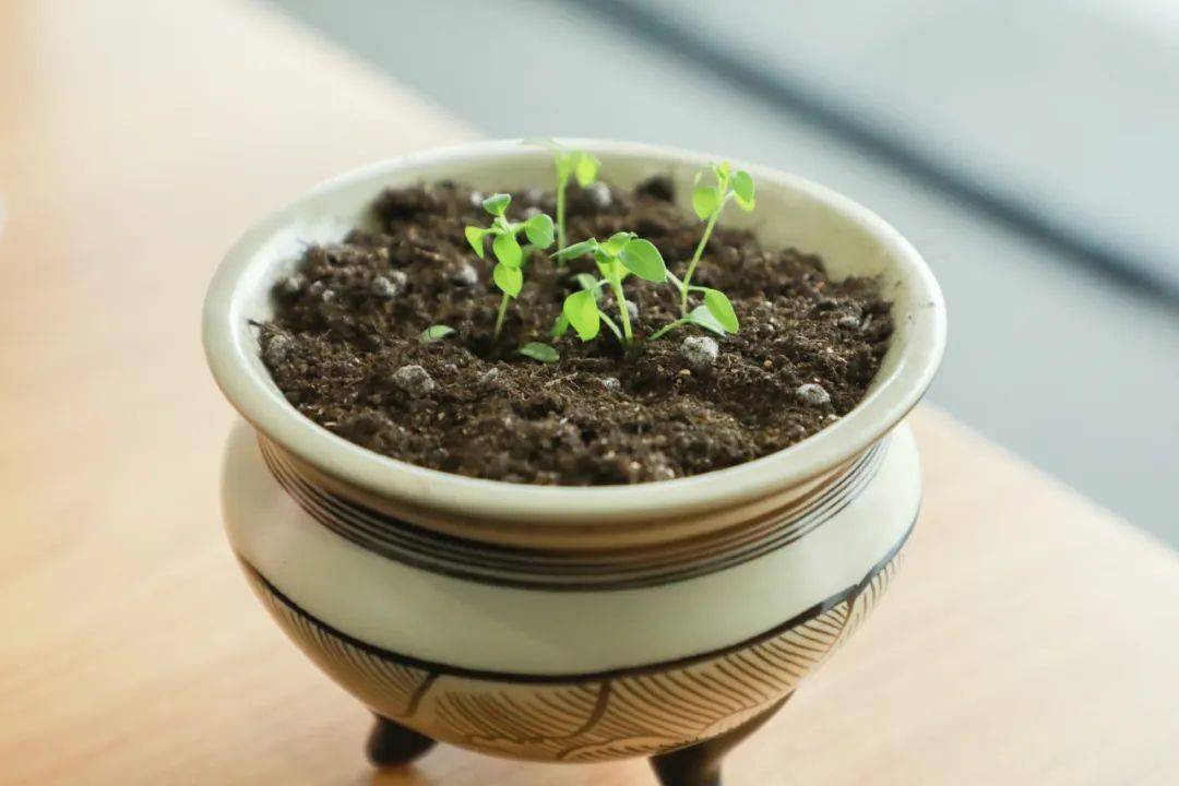 江博文创 | 嘿,一起发芽吧!江博花样盲盒已上线,解锁属于你的种植惊喜