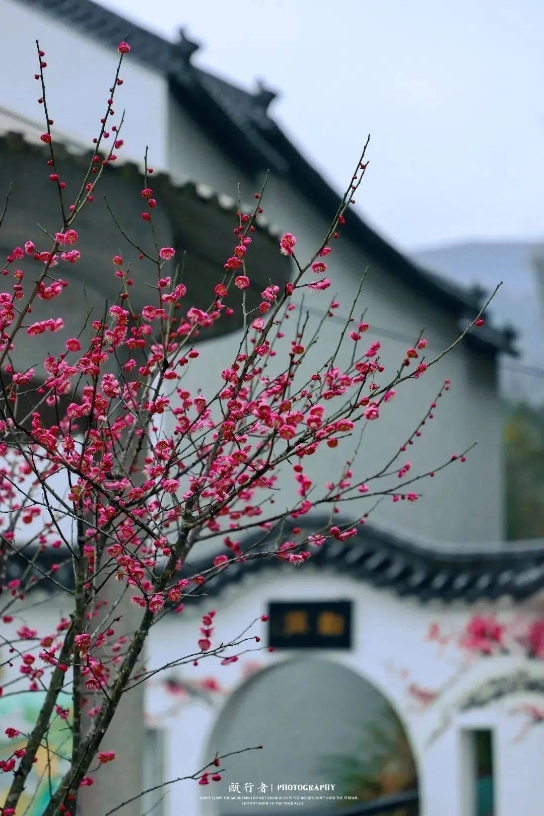 温州这些"梅"景,从寒冬惊艳到早春~_梅花_公园_红梅