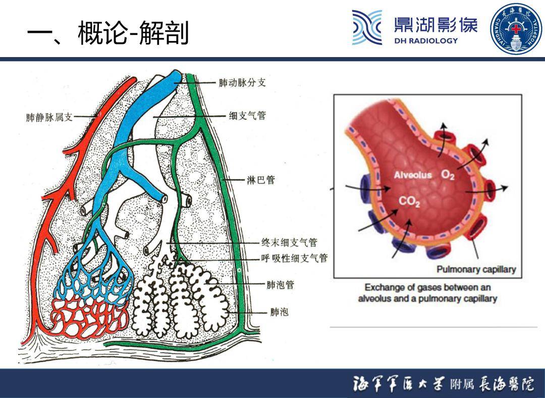 影像科醫生一定要掌握的肺部炎症影像診斷要點_全網