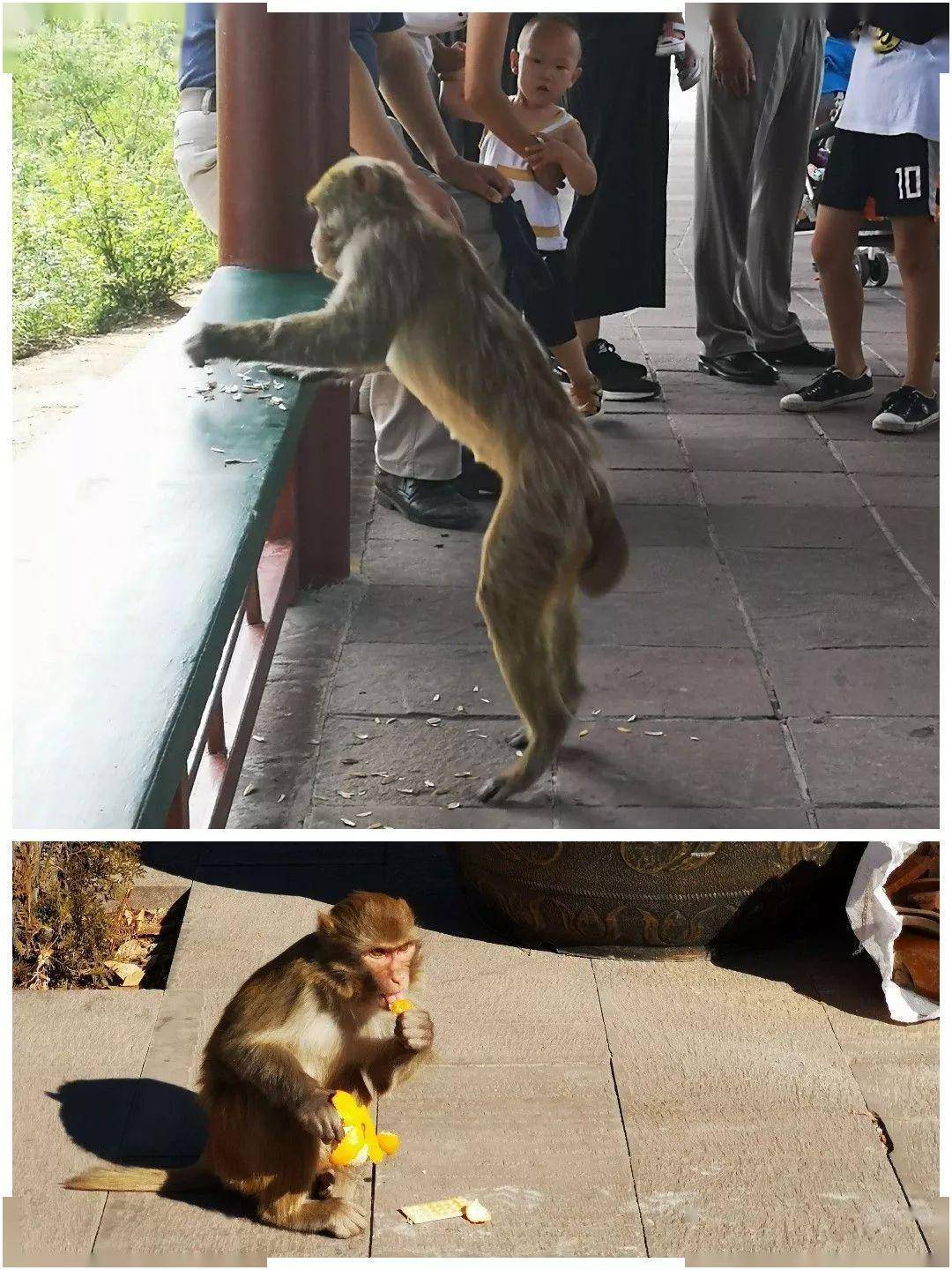 道下樹叢中一群野生獼猴,有的爬樹,有的覓食,無拘無束,自由自在.