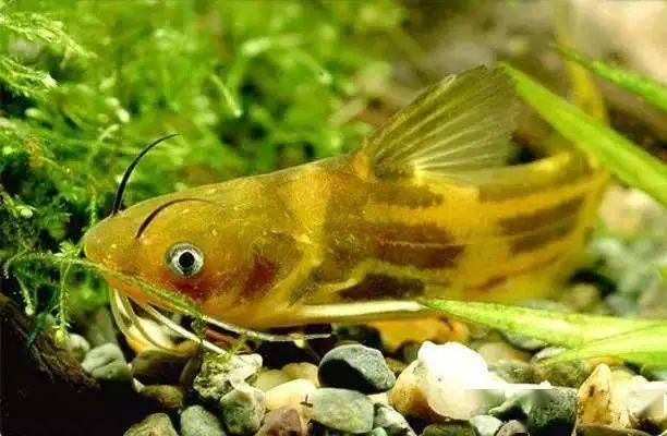 教你如何选择循环水养殖品种_鳜鱼_水质_市场