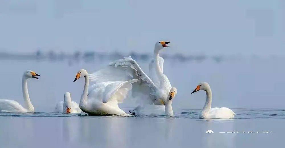 品读丨《与天鹅同城》_三门峡_广播_文章