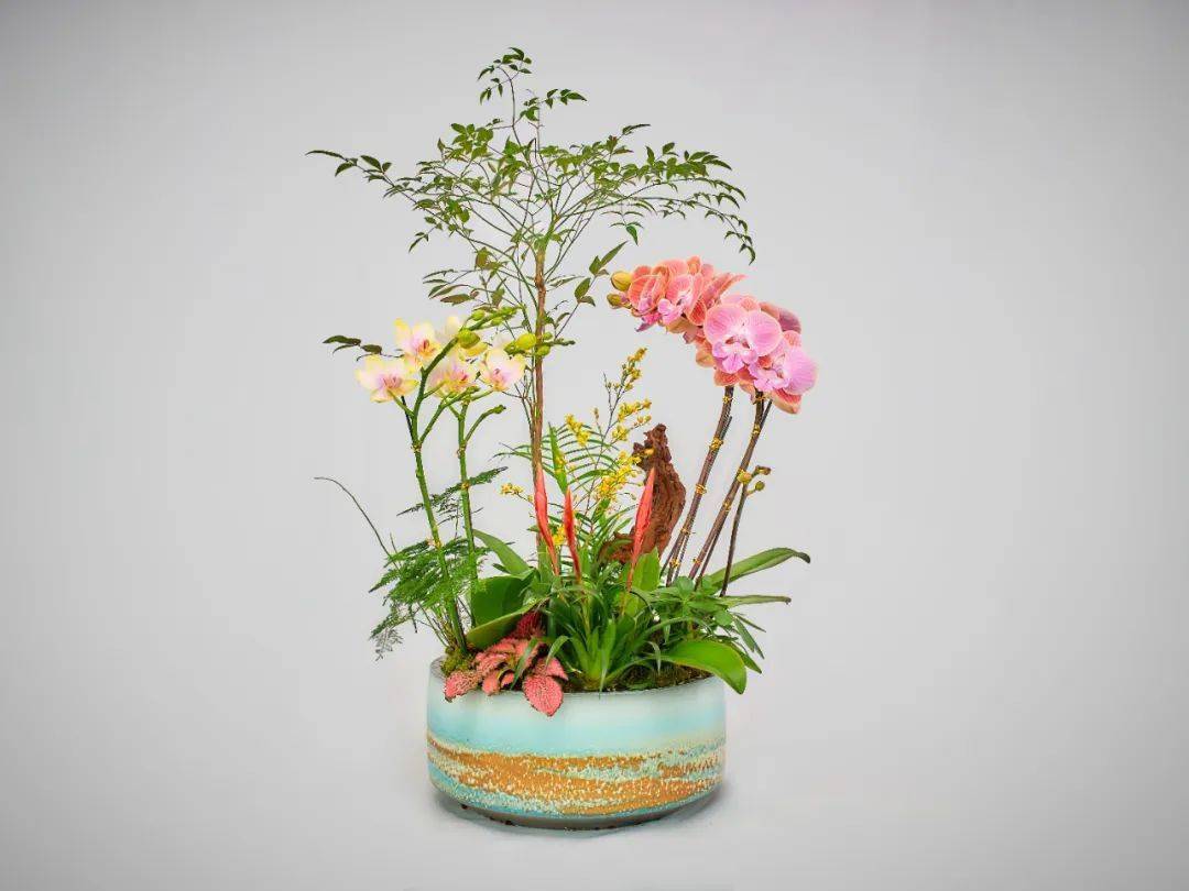 城建园林年宵花_园艺_花卉_市民