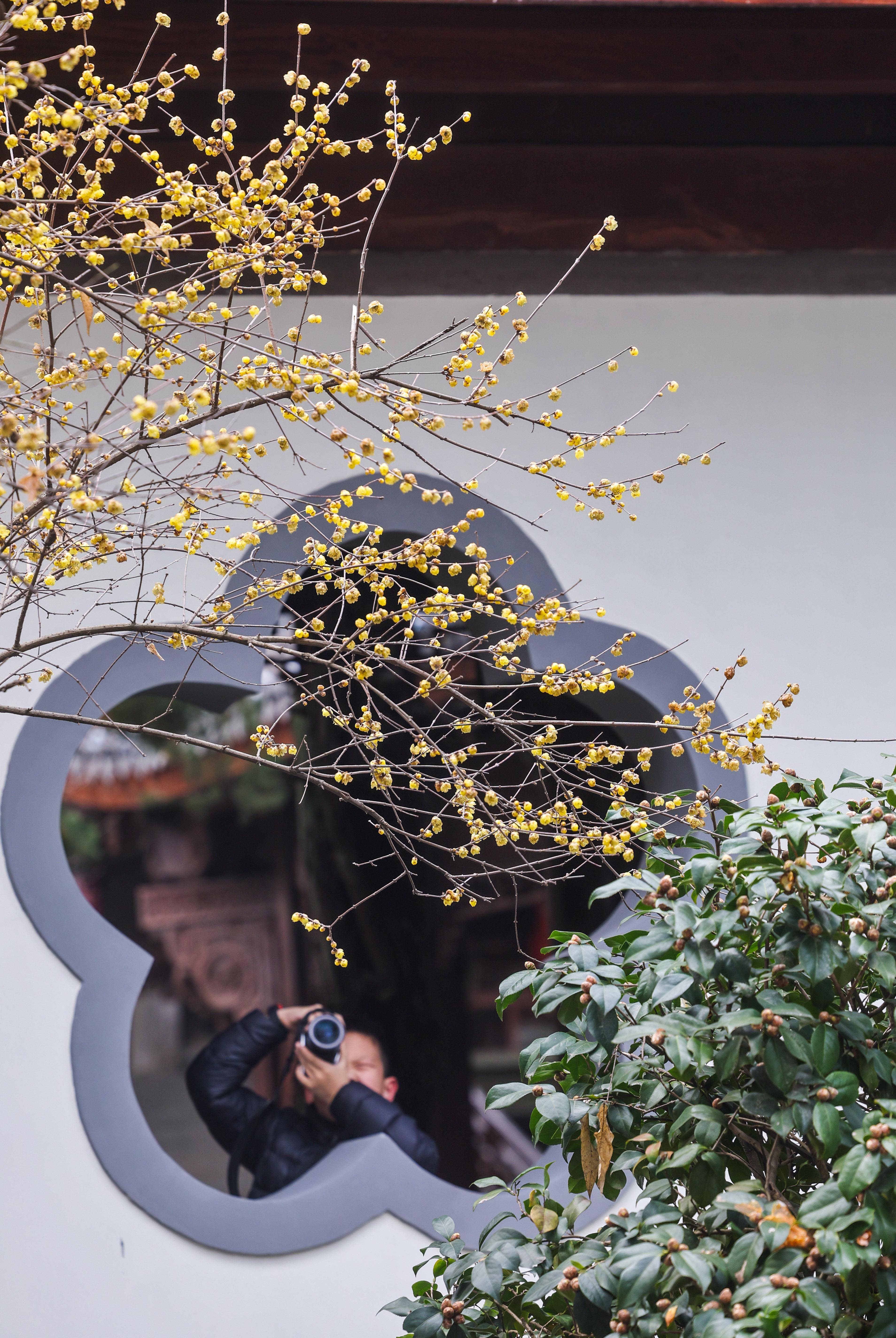 苏州梅花景点香雪海图片