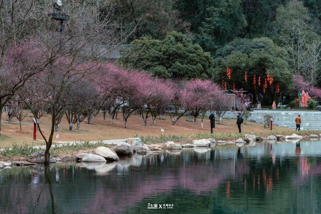桂林这些地方春节免费开放!_公园_活动_梅花