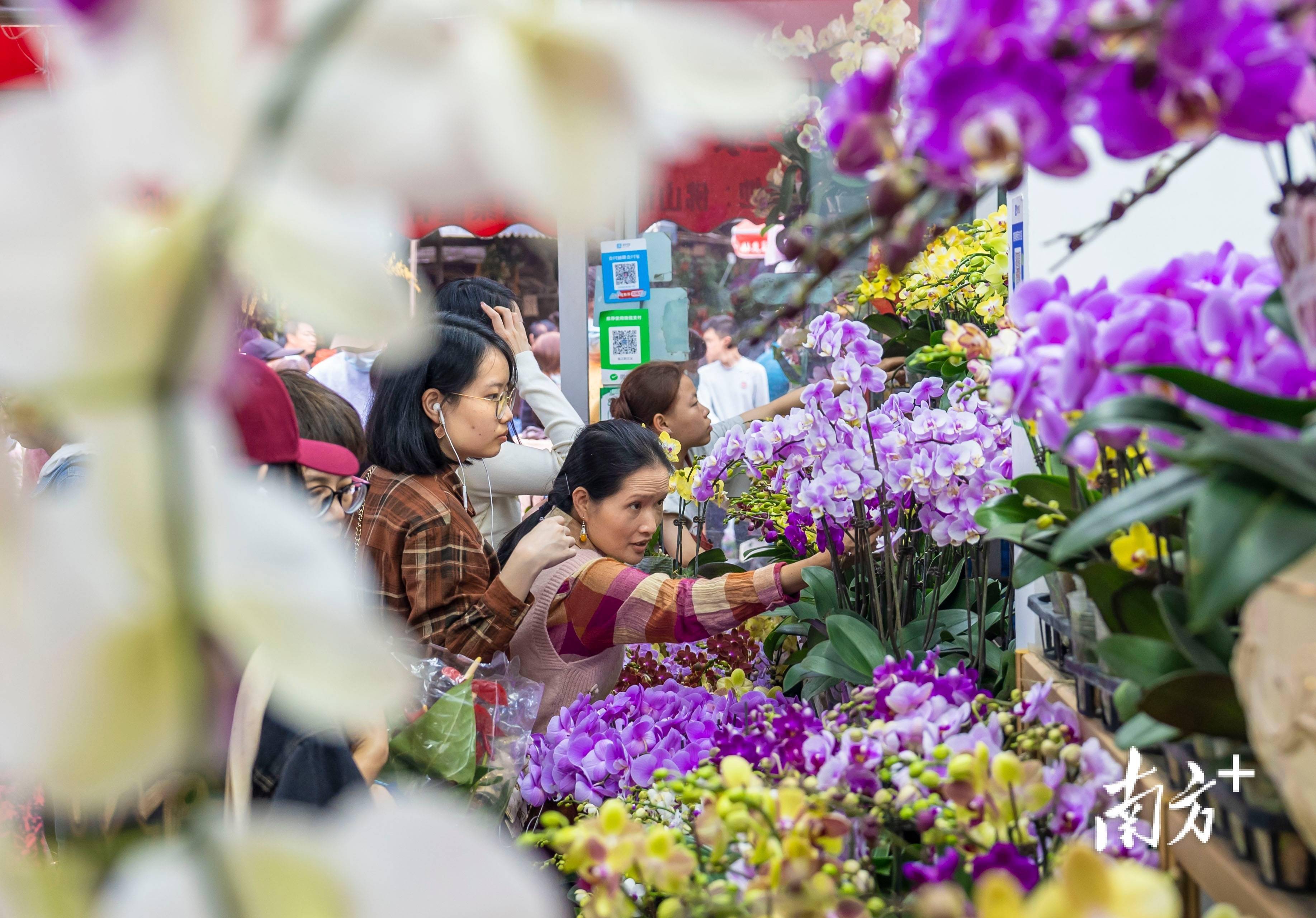 临近春节,广州岭南花卉市场迎来旺季,众多市民前来选购年花