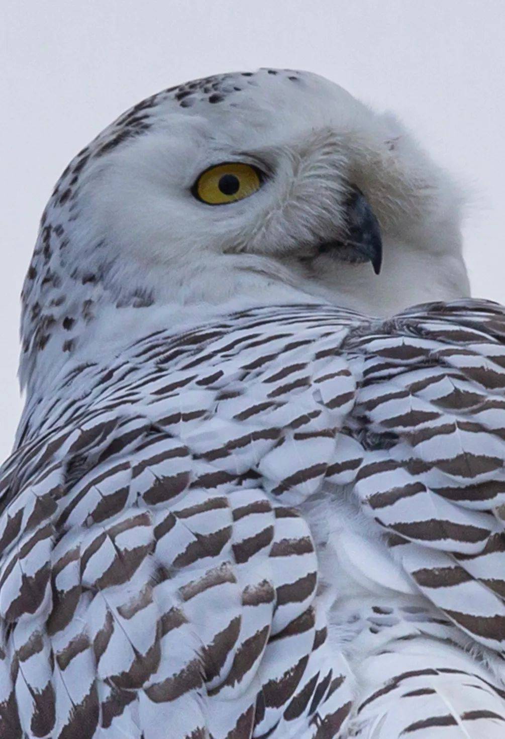 美国鸟类素描(上):雪鸮百态,霸气回归;极致卖萌,举世惊艳