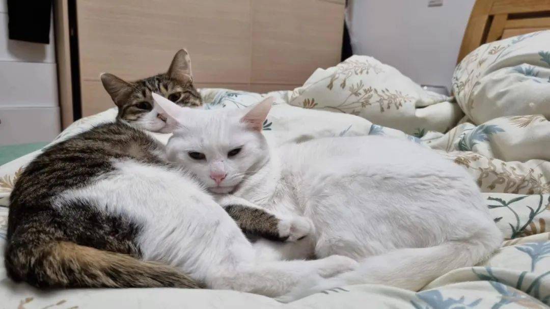 我的猫咪,被非法屠宰后_动物_韩佳丽_保护者