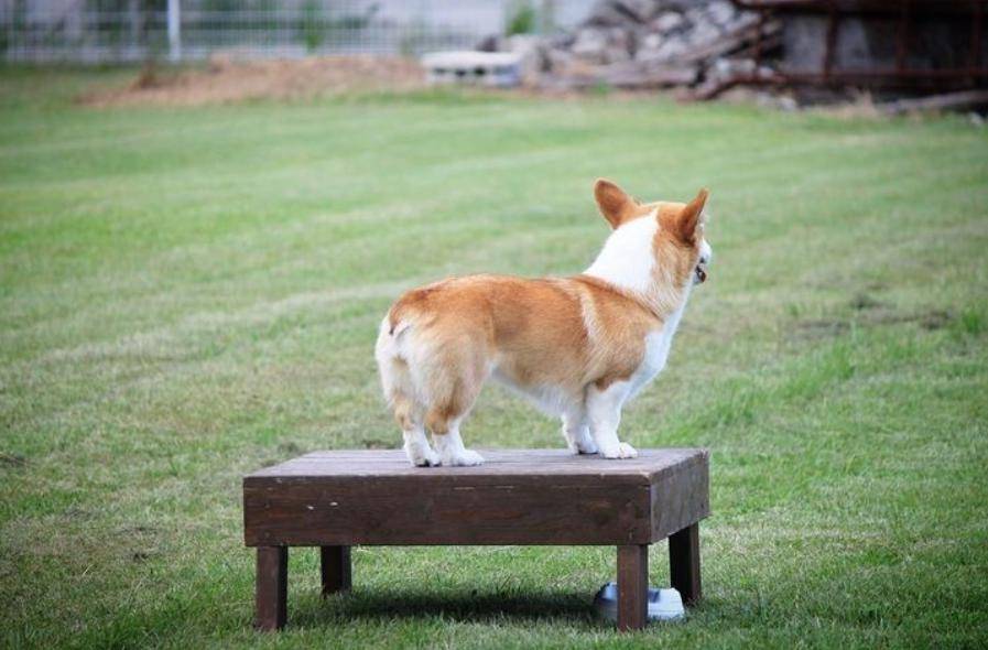 地震救灾活动中,网友看到一只柯基搜救犬,小小身躯很!