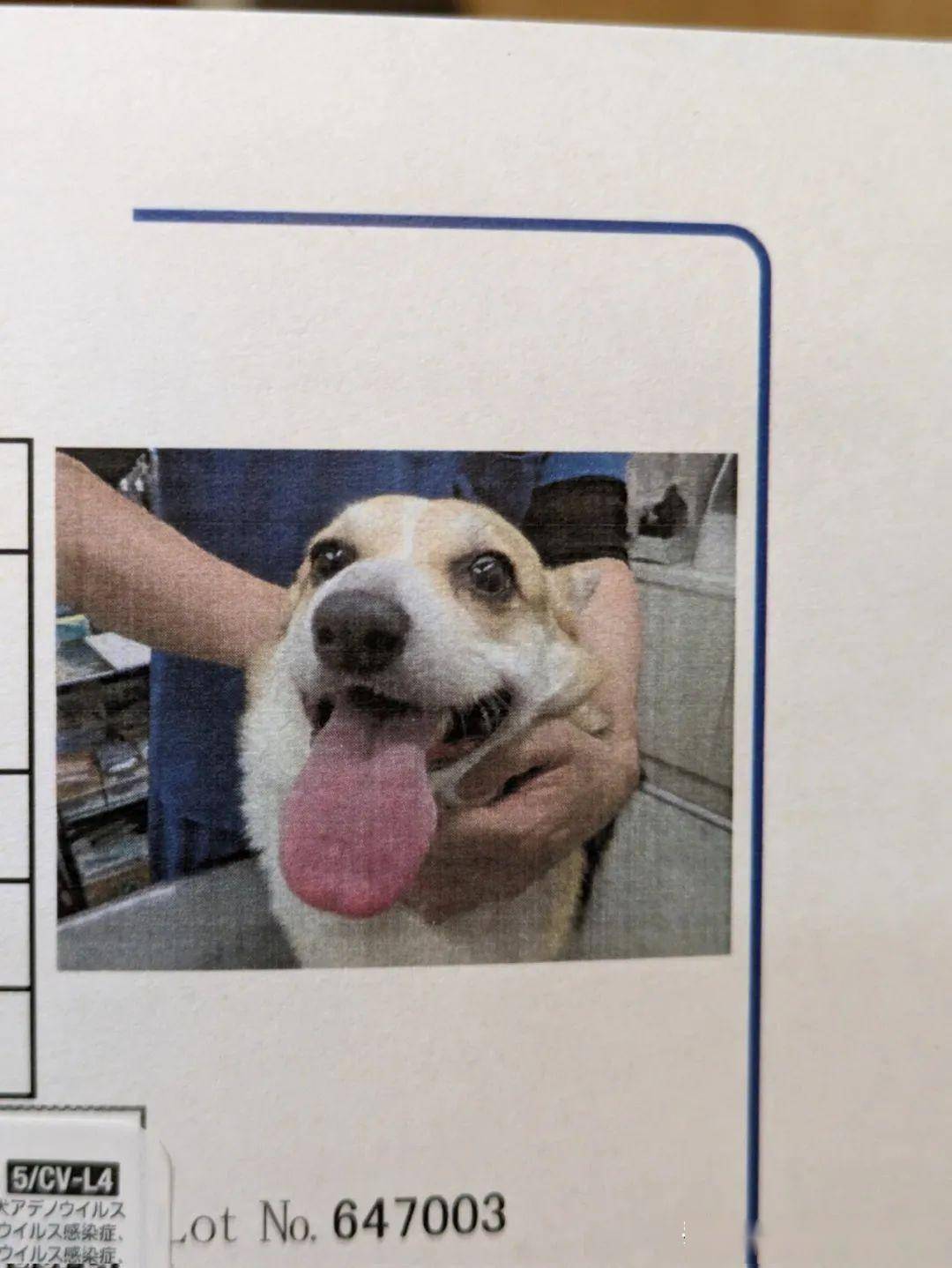 给小柯基拍证件照,它瞬间露出这个表情,萌到爆~_狗狗_网友_疫苗