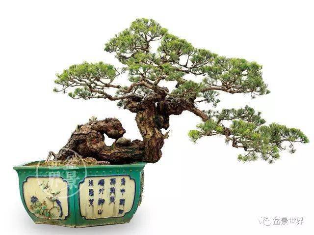 覃超华藏品▲梁志强作品《苍龙起舞》(山松)▲洪容兴作品▲彭永贤