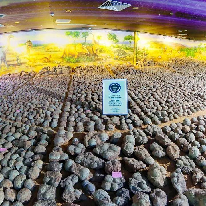 河源这里含"龙"量,很高!_恐龙_化石_骨骼