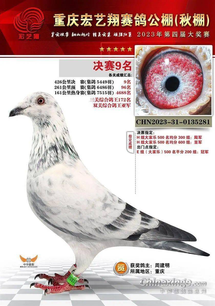 14,辽宁旺宏公棚加站赛双关鸽王亚军辽宁锦州四季发于凯 刘旭东的chn