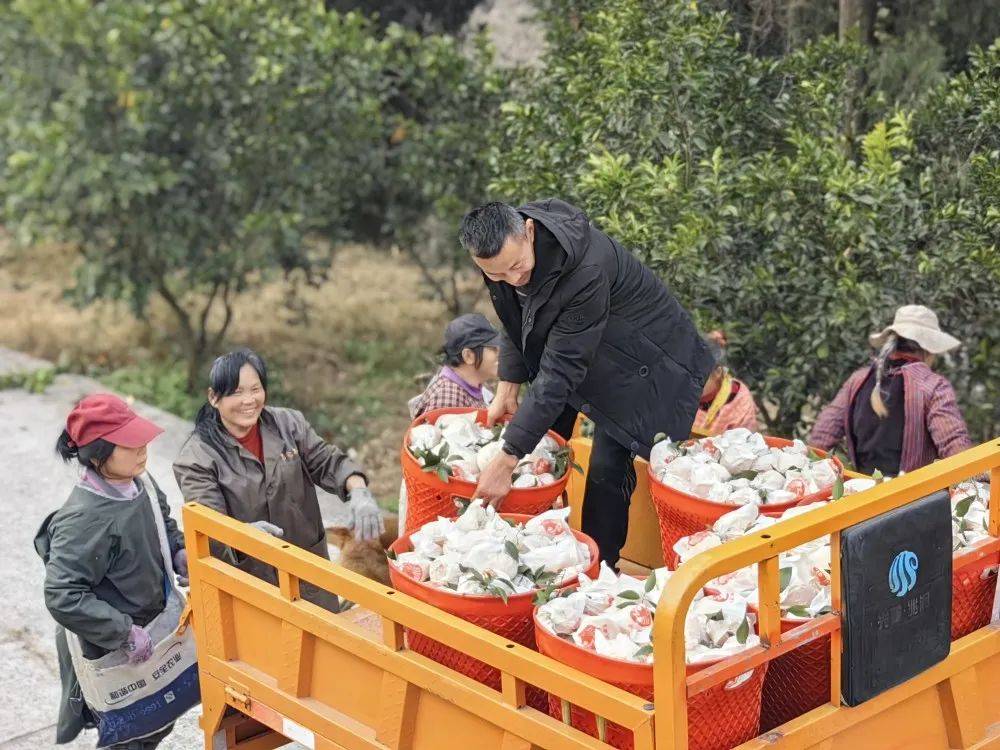 井研竹园镇:柑橘满枝头,幸福生活有奔头!_种植_石牛村_果园