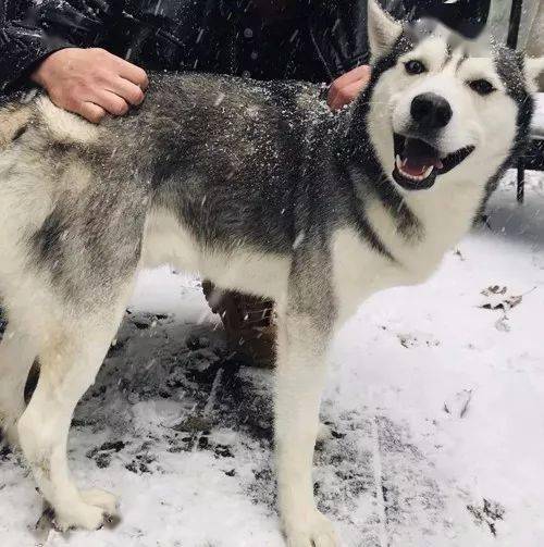 下雪后的哈士奇,感觉再也不二了…超帅!_开心_大雪_大妈