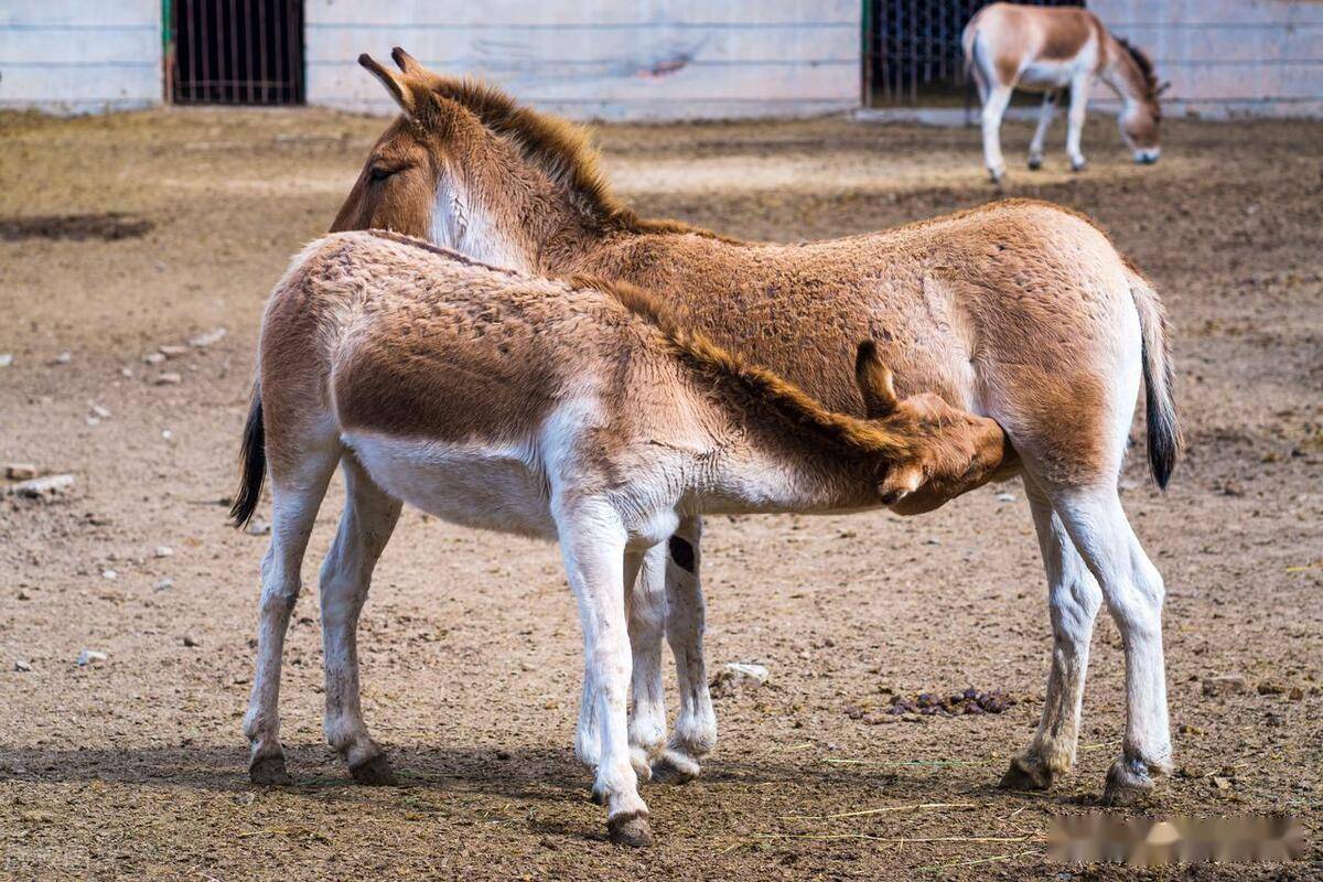 驴子繁殖能力图片