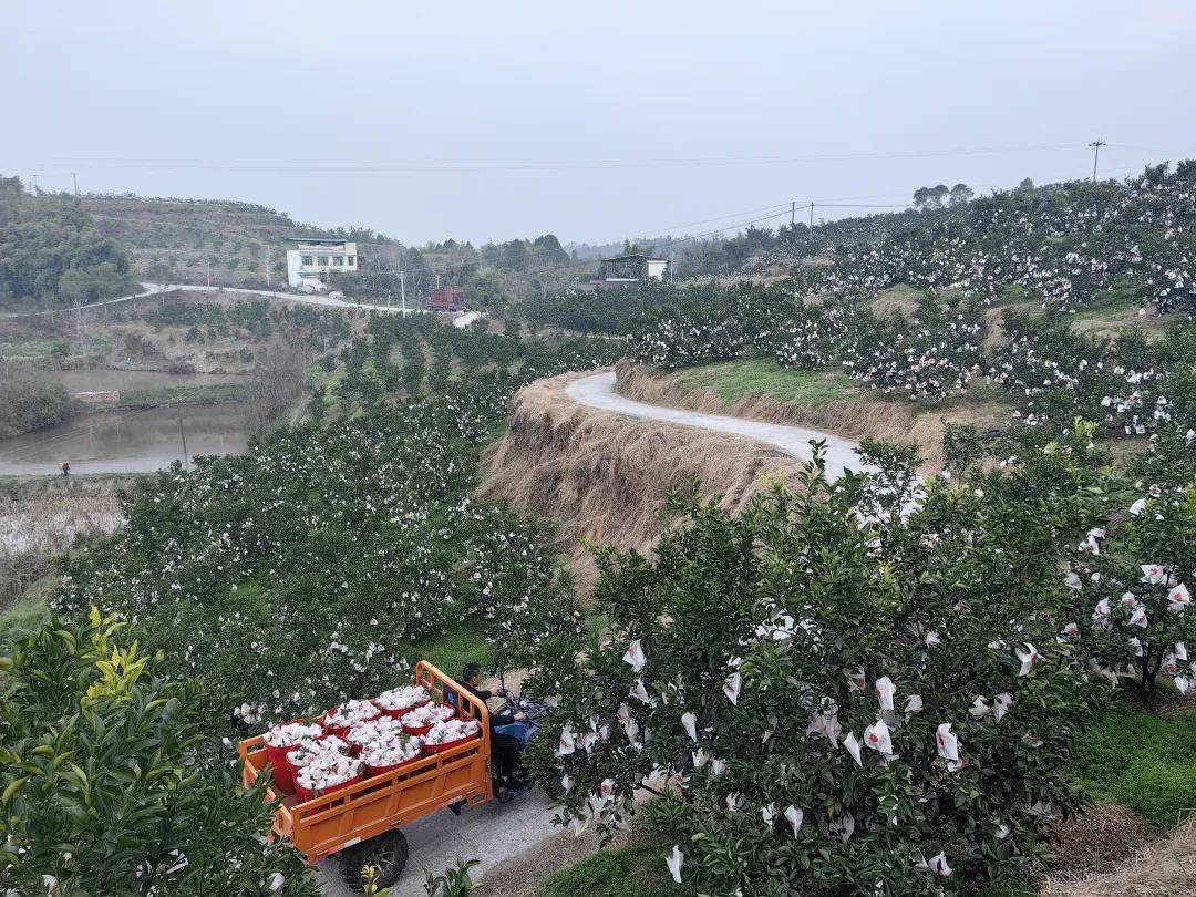 井研竹园镇:柑橘满枝头,幸福生活有奔头!_种植_石牛村_果园