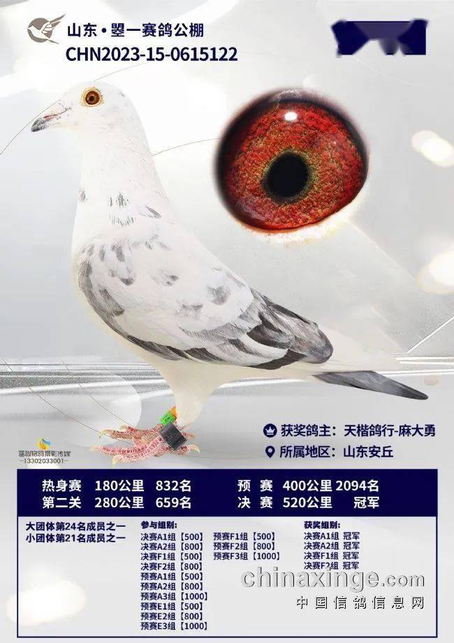 动物 鸽 鸽子 鸟 鸟类 650_919 竖版 竖屏