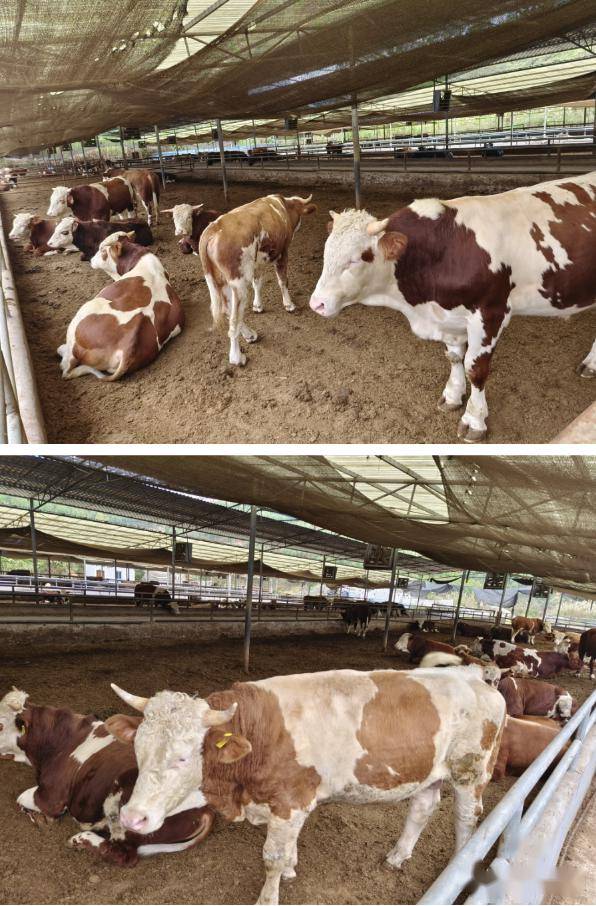 【视频】非常值得广泛运用的发酵床养牛,即解决牛场环境问题且省人工