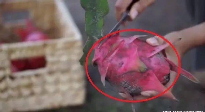 李子柒官宣新身份,消失700天回归,近照堪比"整容"!太