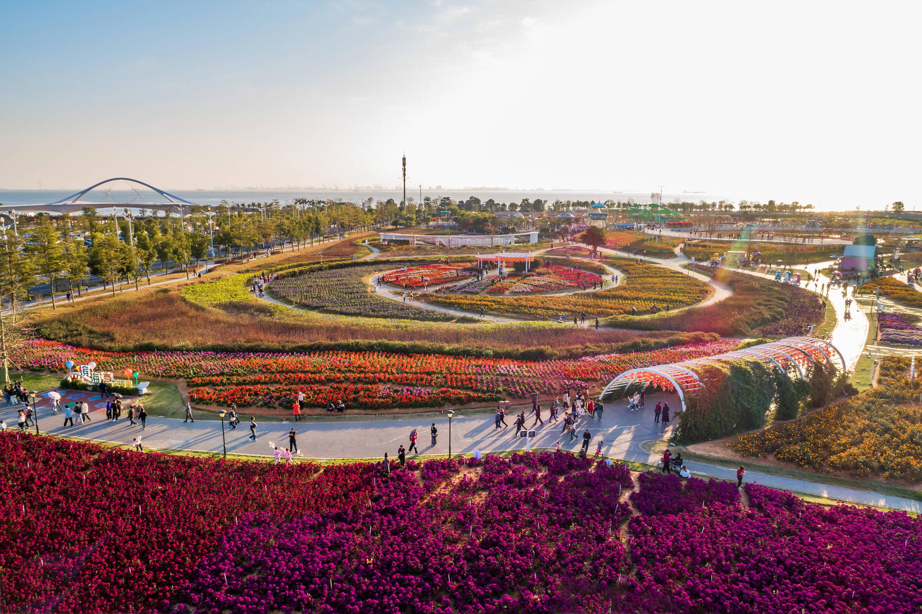 芜湖湾沚花海湿地公园图片