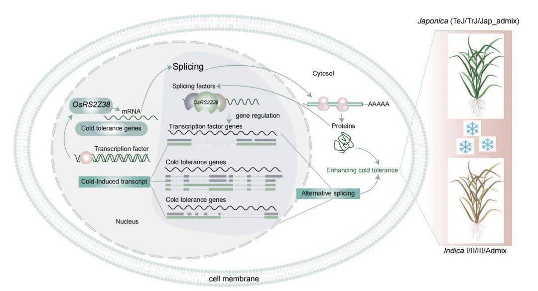 the plant cell | 广西大学陈玲玲/罗继景团队联合明.